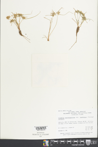 Cyperus polystachyos var. texensis image