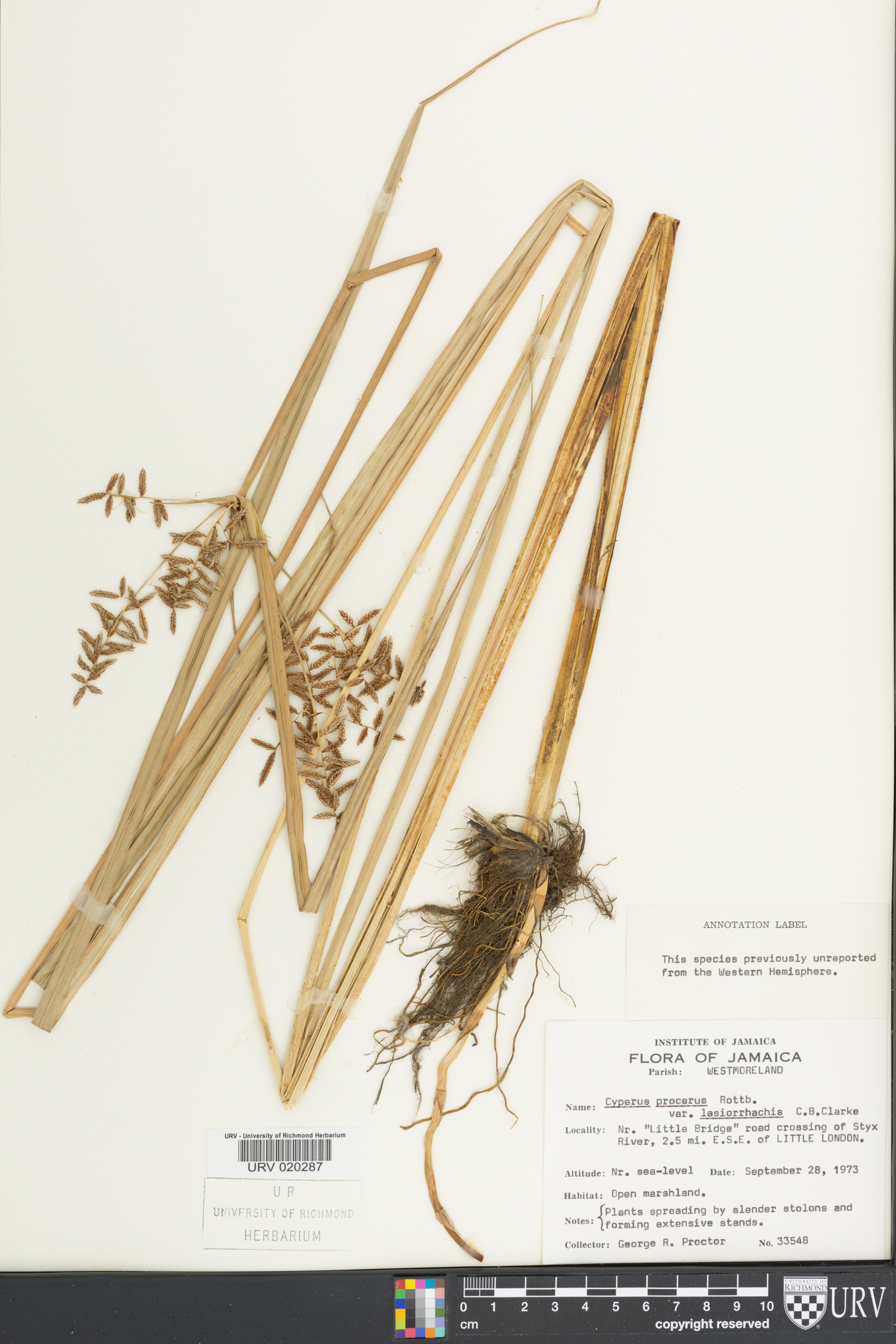 Cyperus procerus image