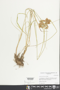 Cyperus pseudovegetus image