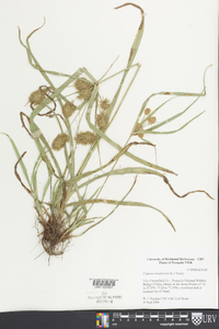 Cyperus retrofractus image