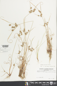 Cyperus retrorsus image