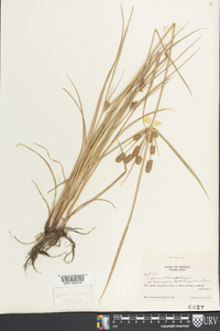 Cyperus retrorsus var. deeringianus image