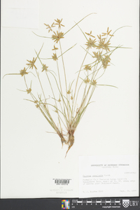 Cyperus bipartitus image