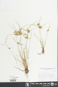 Cyperus bipartitus image