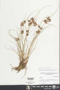 Cyperus bipartitus image