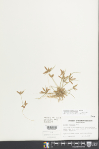 Cyperus bipartitus image