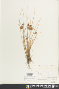 Cyperus bipartitus image