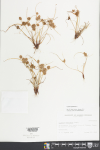 Cyperus squarrosus image