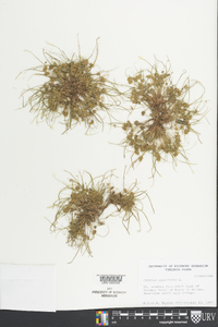 Cyperus squarrosus image