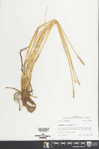 Eleocharis cellulosa image