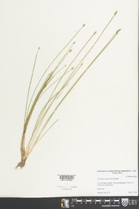 Eleocharis engelmannii image