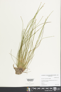 Eleocharis engelmannii image