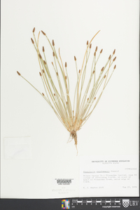 Eleocharis engelmannii image