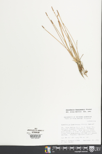 Eleocharis engelmannii image