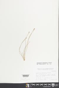 Eleocharis engelmannii image