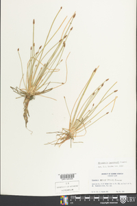 Eleocharis engelmannii image