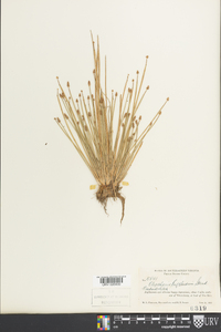 Eleocharis engelmannii image