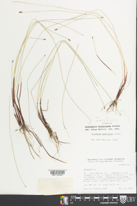 Eleocharis erythropoda image