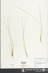 Eleocharis microcarpa image