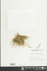 Eleocharis parvula image