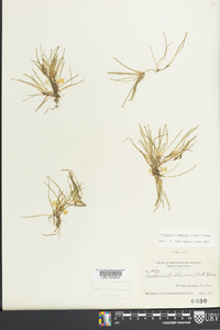 Eleocharis radicans image