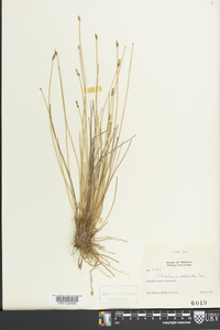 Eleocharis rostellata image