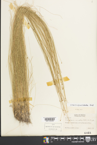 Eleocharis tortilis image