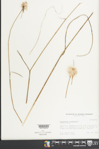 Eriophorum virginicum image