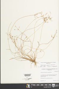 Fimbristylis annua image