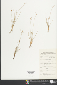 Fimbristylis annua image