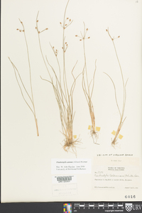 Fimbristylis annua image