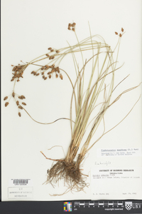 Fimbristylis spathacea image