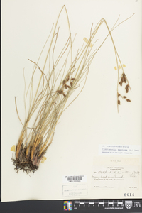 Fimbristylis spathacea image