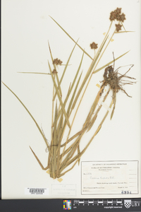 Fuirena hispida image