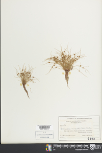 Cyperus subsquarrosus image