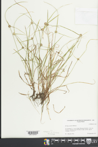 Kyllinga pumila image