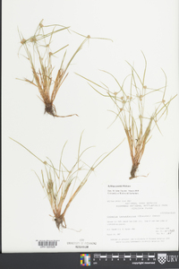 Kyllinga pumila image