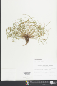 Kyllinga pumila image