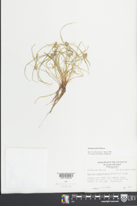 Kyllinga pumila image
