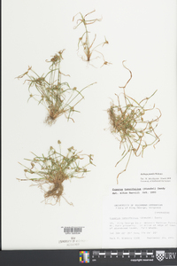 Kyllinga pumila image