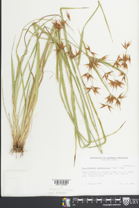 Rhynchospora corniculata image