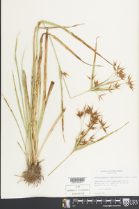 Rhynchospora corniculata image