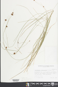 Rhynchospora fascicularis image