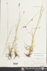 Rhynchospora globularis image