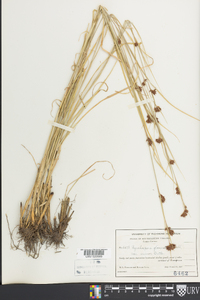 Rhynchospora glomerata image