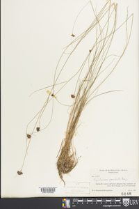 Rhynchospora gracilenta image