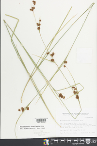 Rhynchospora gracilenta image