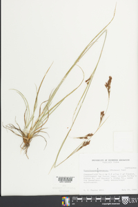 Rhynchospora inexpansa image