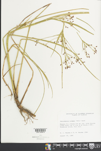 Rhynchospora nitens image