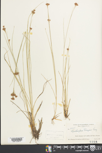 Rhynchospora torreyana image